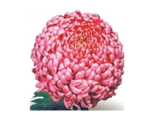 ���������� Bislet Lilac. 73 ���.