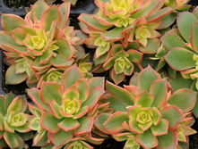 ������ ����