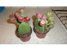 ������ �������