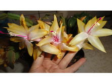 DSC03178 - �����.JPG