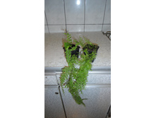 ���������� ���������� - 200 - 250 ���.