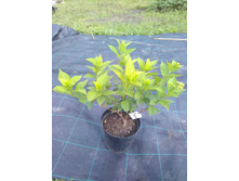 IMG 20180724 161213.jpg