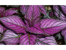 ������������-