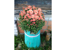 IMG 20180922 173755.jpg