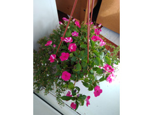 IMG 20180924 111004.jpg