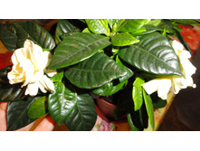 DSC01275 - �����.JPG