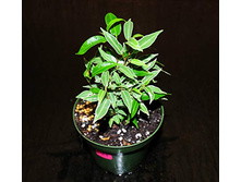 ���������� ����