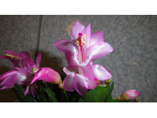 DSC03314 - �����.JPG