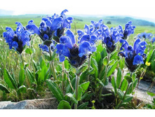 ������������ ���������