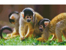 Ag352 50�40 ���� 550 �.jpg