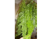 ���������� ���������� - ���� ..