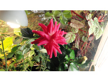 DSC03508 - �����.JPG