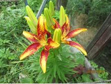 ����� ����� ���������