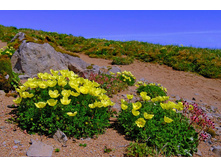 ������ ����