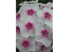 �������� (�� 19�)*