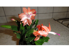 DSC03305 - �����.JPG