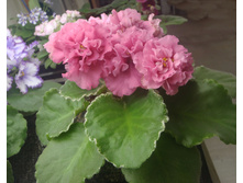 ��-������� �����.jpg