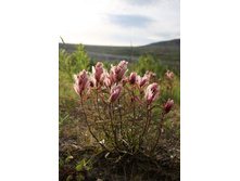 ��������� �����������