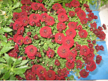 11. ����������. �������� �������