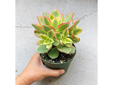 ������ ���� - 350- 400 ���.