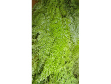 ���������� ���������� - ���� ..