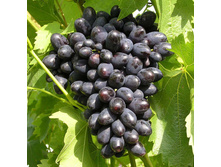 �������� �������� ���� ��������  294�