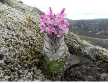 ������ ����������