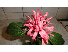 DSC03376 - �����.JPG