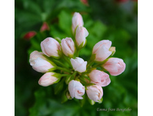 Emma fran Bengtsbo2.JPG