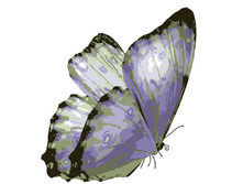 Mc1009 20�30 ���� 240 � �������.jpg