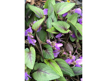 Viola coreana 'Mars'