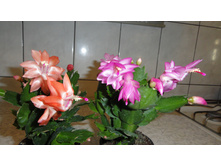 DSC03317 - �����.JPG