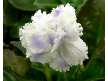 ������ ��-��������.jpg