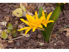 ������������ ������