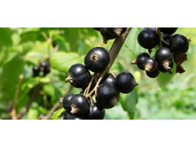 ��������� ������ �����������