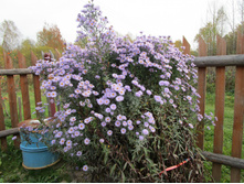 ����� ����� �������