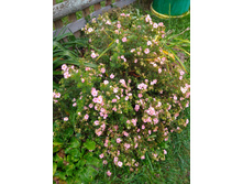 IMG 20181006 095843.jpg