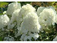 ������(�� 19�)*