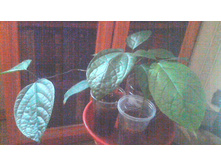 ������������ ����������(���� �����)