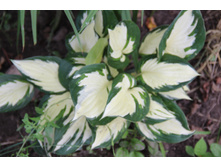 ����� Color Festival (�ϣ ����)