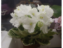 �-����� 1.jpg