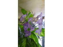 DSC03379 - �����.JPG