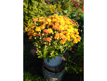 IMG 20180908 074107.jpg