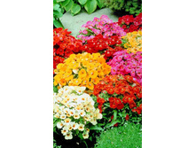 ������� ������.jpg