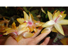 DSC03175 - �����.JPG