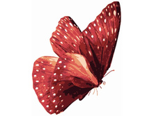 Mc1006 20�30 ���� 240 � �������.jpg