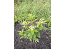 IMG 20180724 161411.jpg