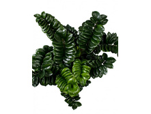 ������������ �����