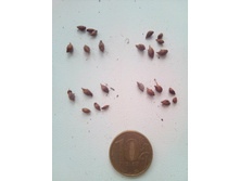 ������� ���������, �� 50 �.