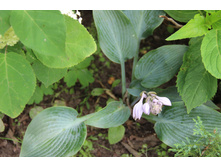 ����� ������� (�ϣ ����)